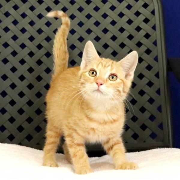 Fitz, Adoptable, Kitten Male Domestic Short Hair.