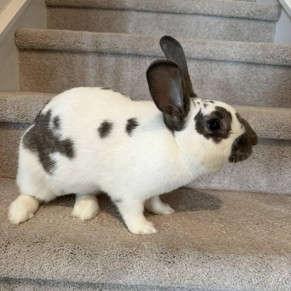 Enlarge Maisie, a ADOPTABLE English Spot in CHARLOTTE, NC image 2/3