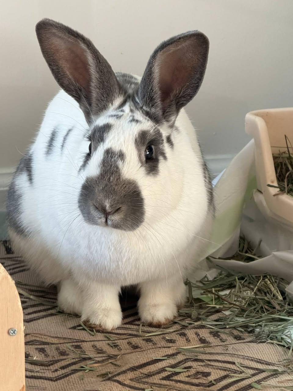 Maisie, ADOPTABLE, Adult Female English Spot.