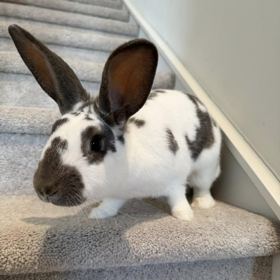 Enlarge Maisie, a ADOPTABLE English Spot in CHARLOTTE, NC image 3/3