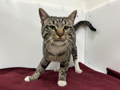 Enlarge Sully, a Adoptable Domestic Short Hair in Boulder, CO image 1/3