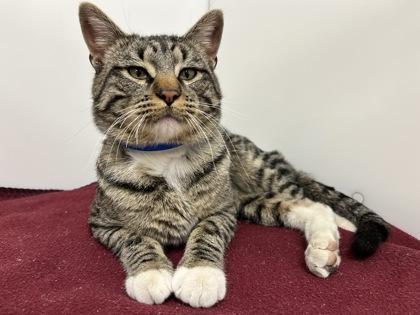 Enlarge Sully, a Adoptable Domestic Short Hair in Boulder, CO image 2/3