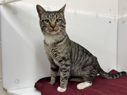 Enlarge Sully, a Adoptable Domestic Short Hair in Boulder, CO image 3/3