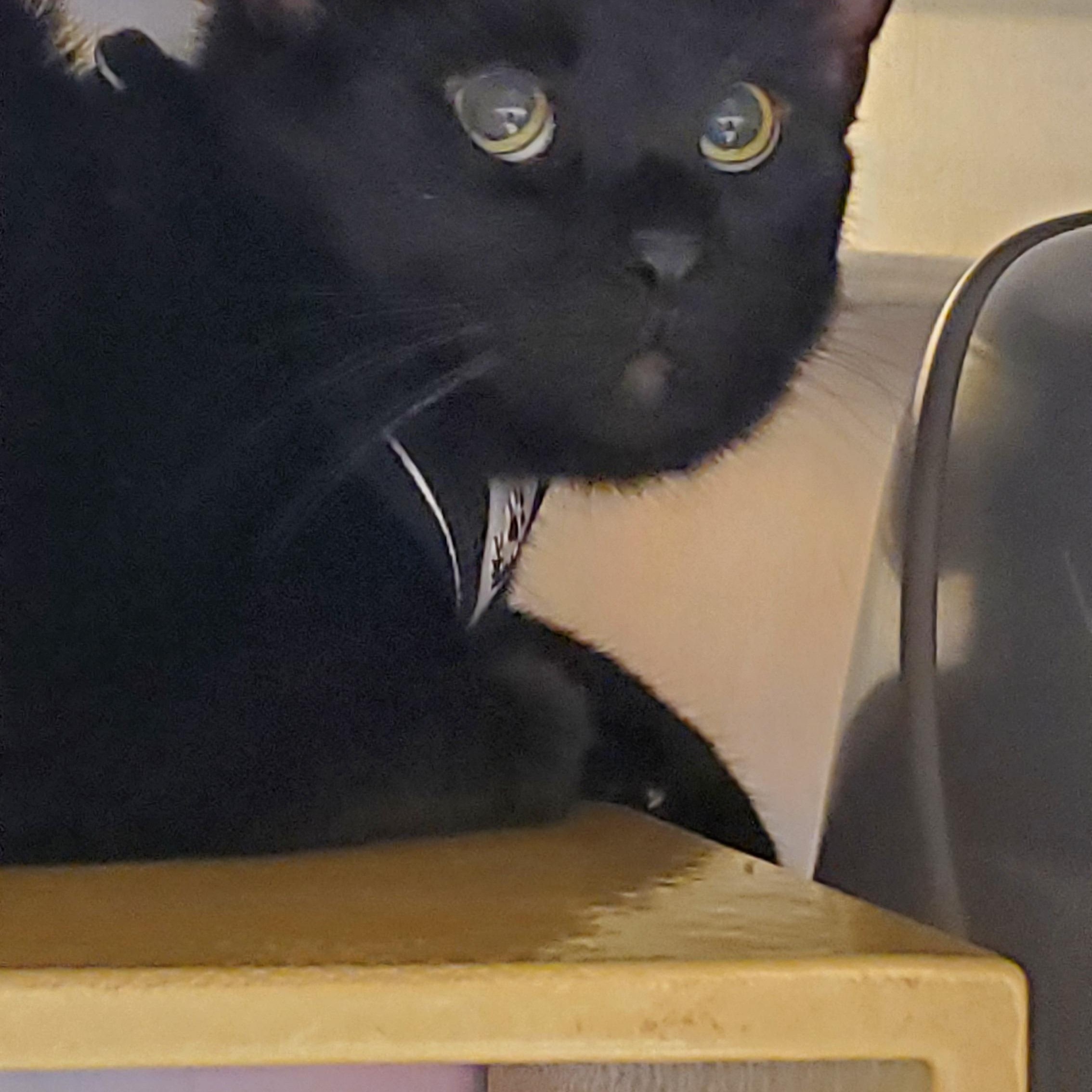 Pip, a ADOPTABLE Domestic Short Hair in Muncie, IN image 2/2