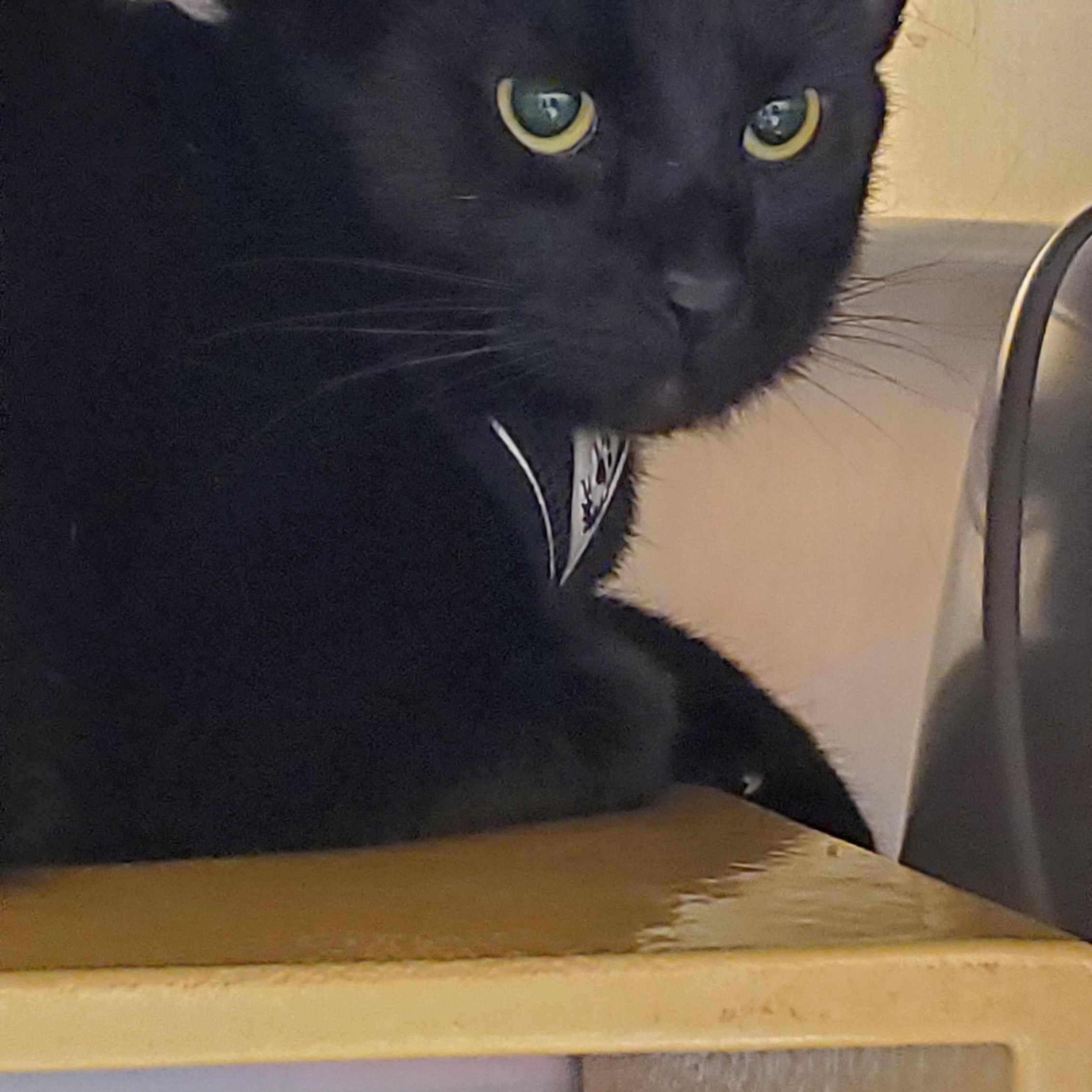 Pip, ADOPTABLE, Adult Male Domestic Short Hair.