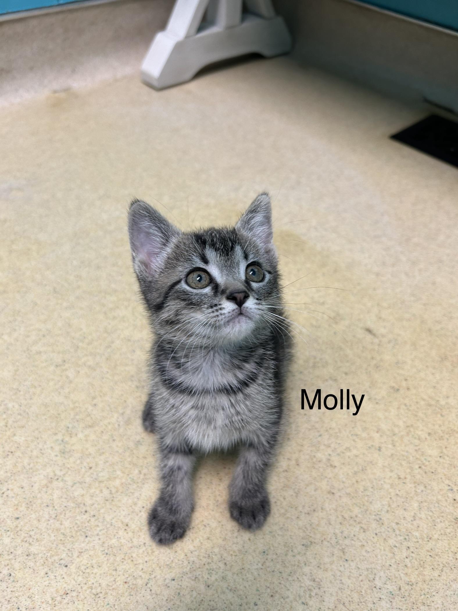 Molly