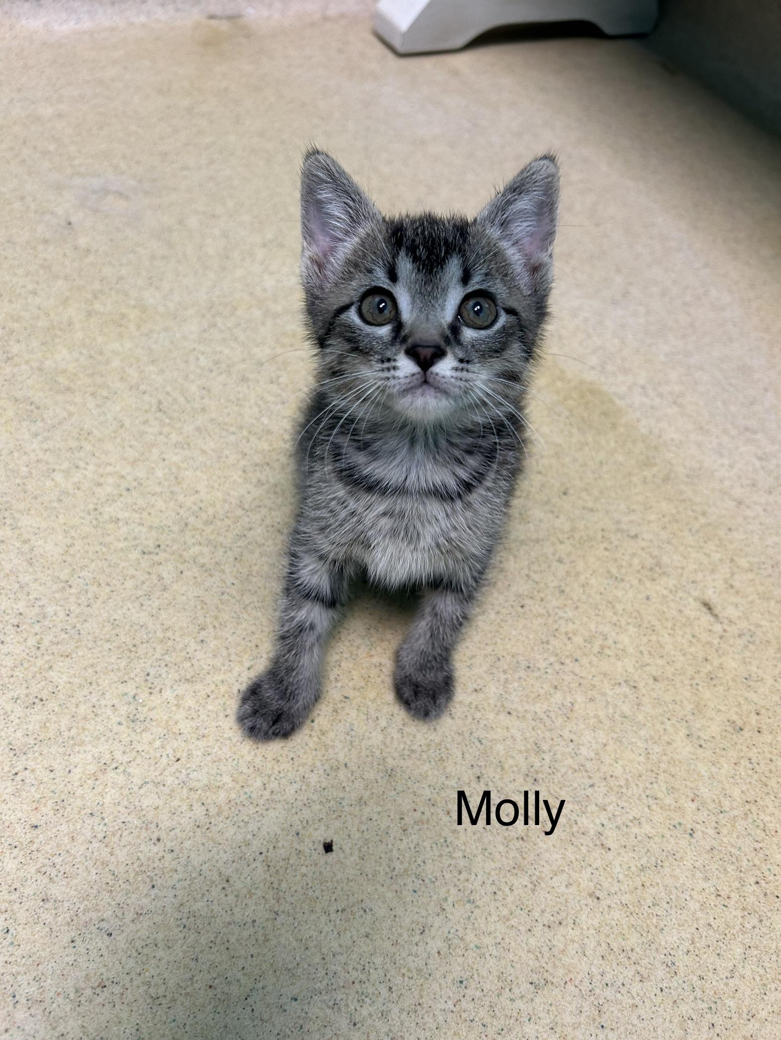 Molly
