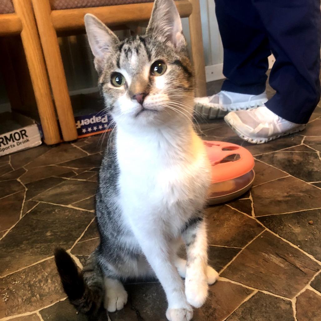 Enlarge Princess, a Adoptable Domestic Short Hair in Marion, IL image 1/1