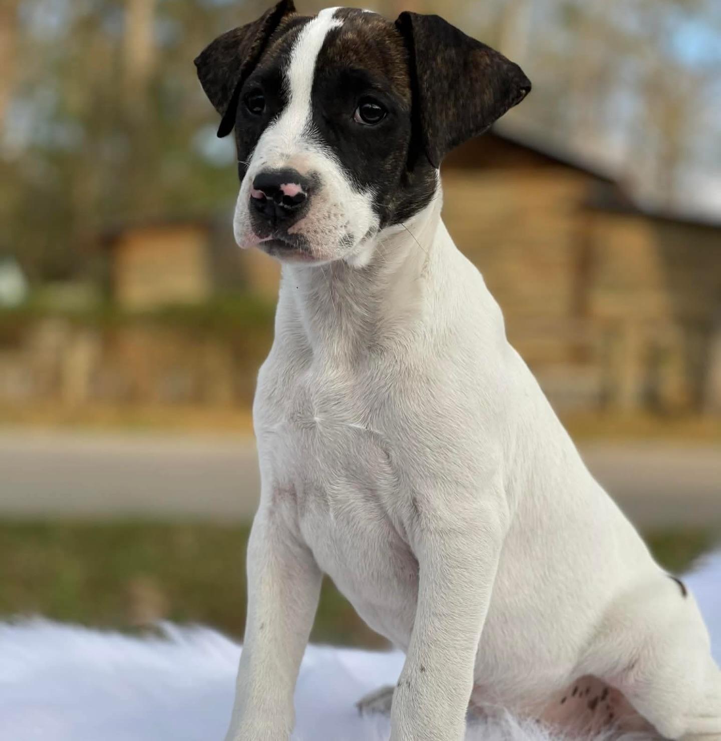 Enlarge Cherry, a ADOPTABLE mixed breed in Salem, NH image 3/3