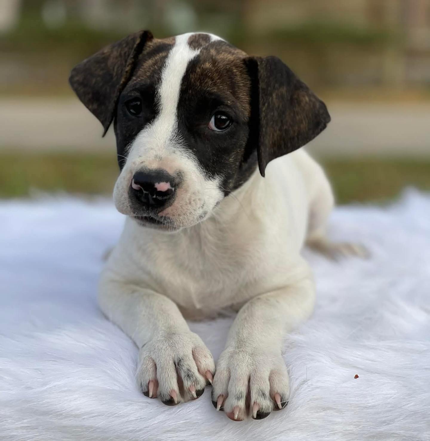Cherry, ADOPTABLE, Puppy Female Basset Hound & Pit Bull Terrier.