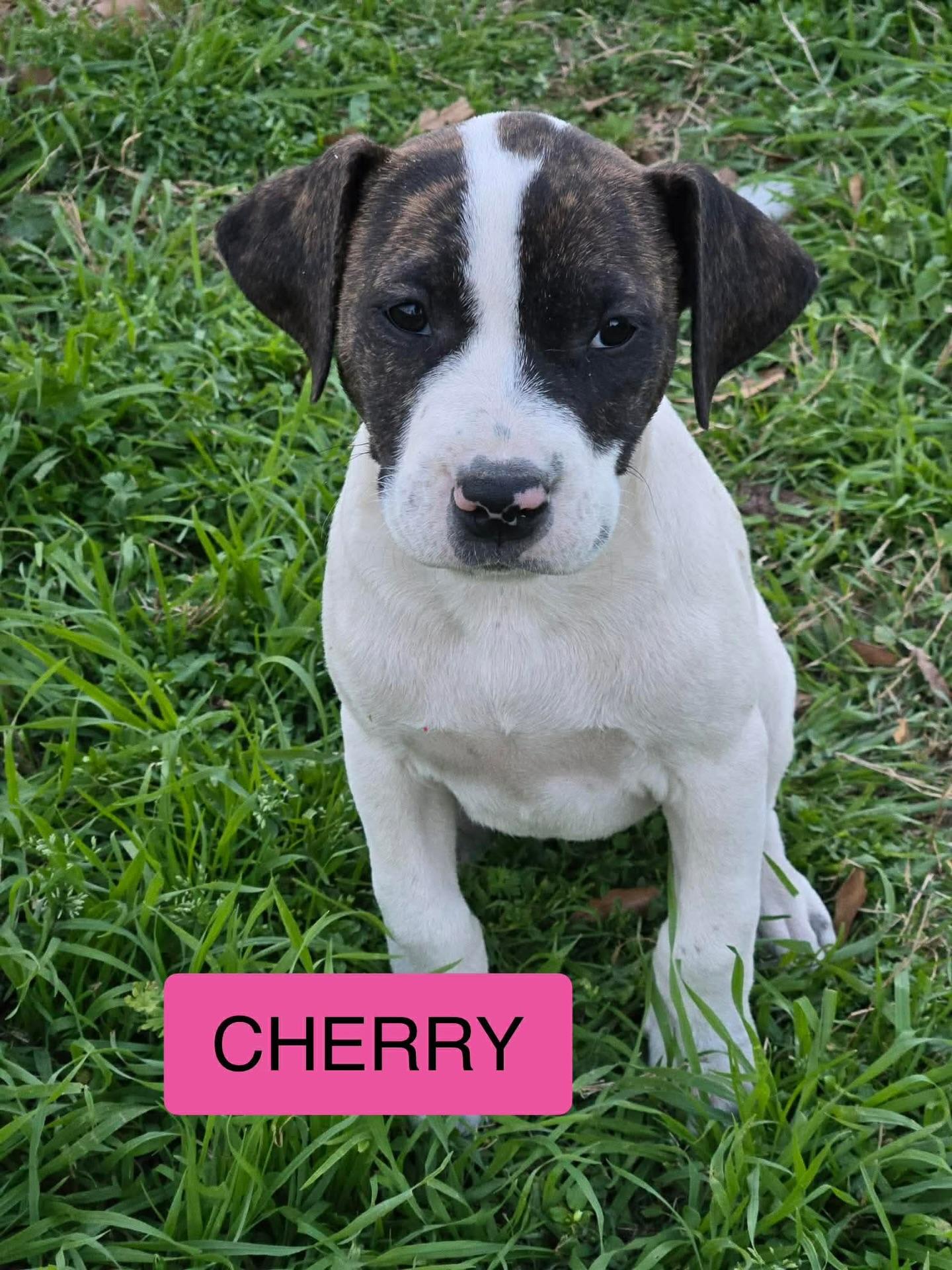 Enlarge Cherry, a ADOPTABLE mixed breed in Salem, NH image 2/3