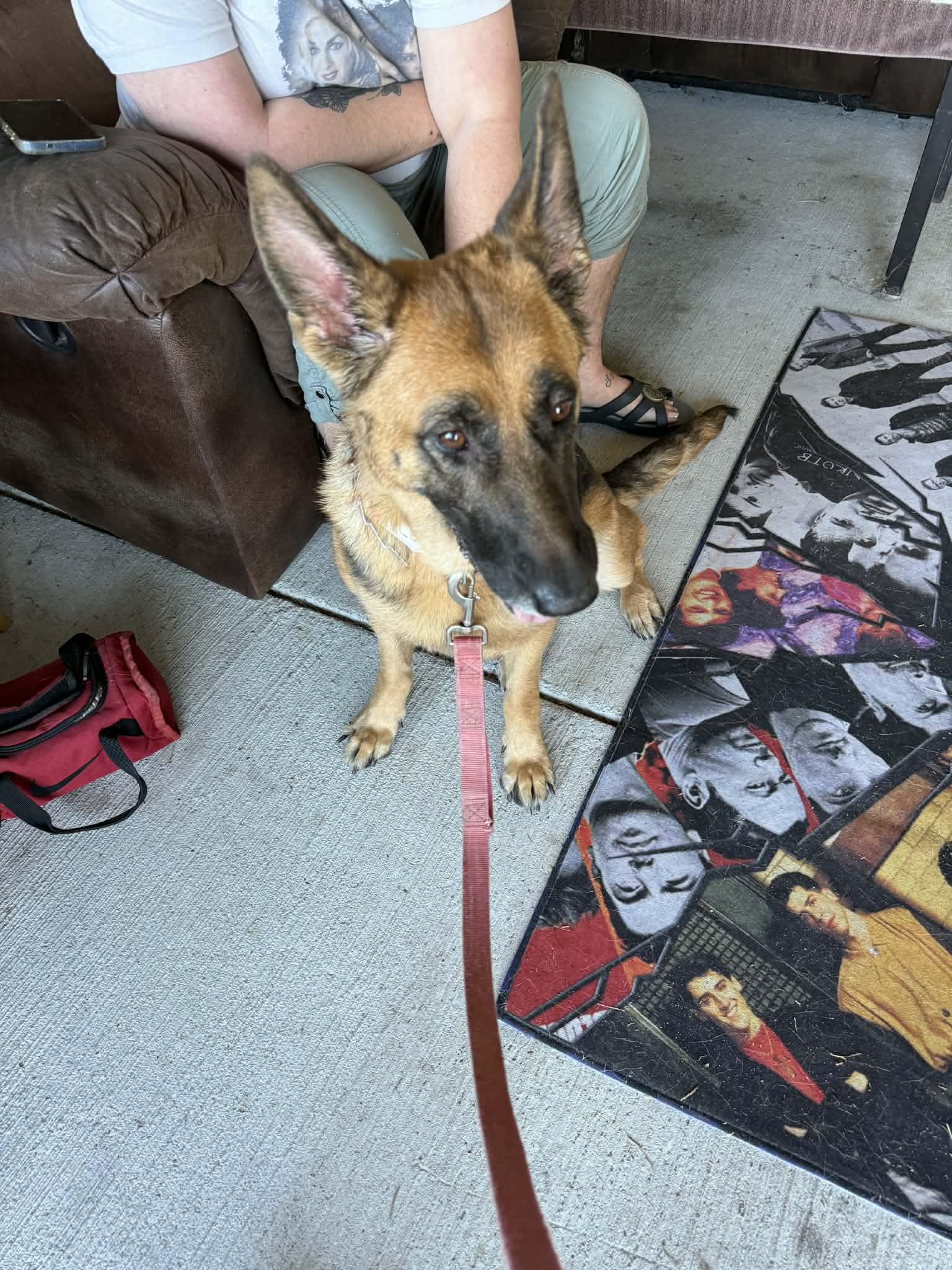 Pearl, a Adoptable mixed breed in Metairie, LA image 1/4