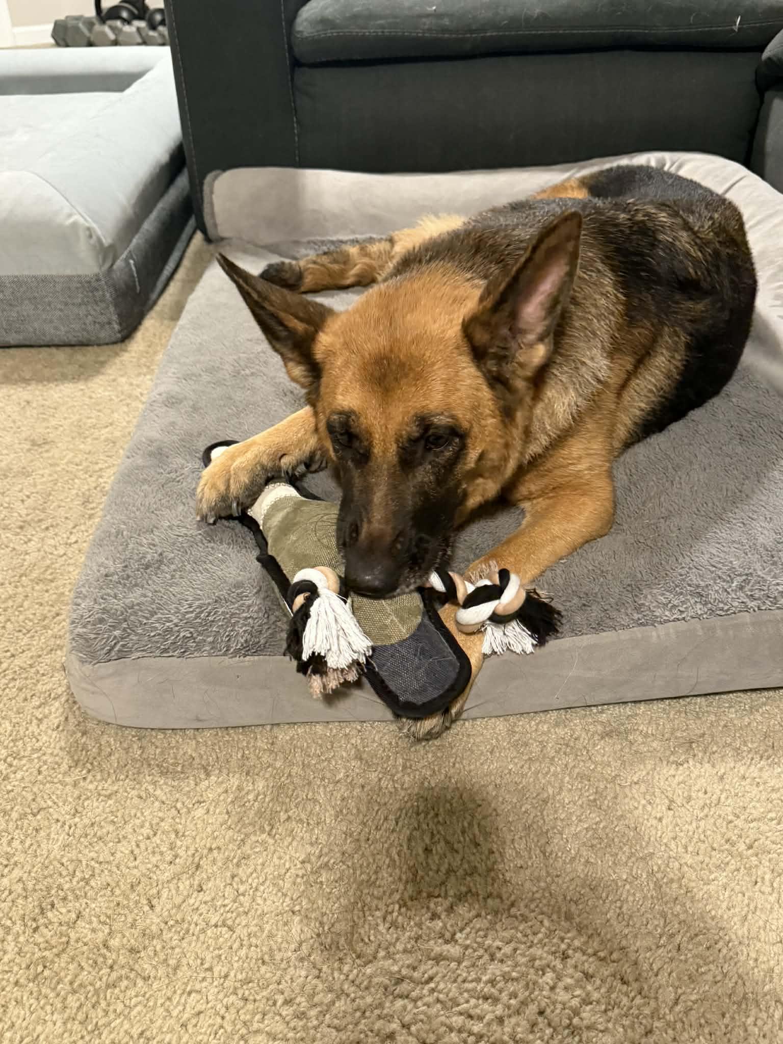 Pearl, Adoptable, Adult Female German Shepherd Dog.