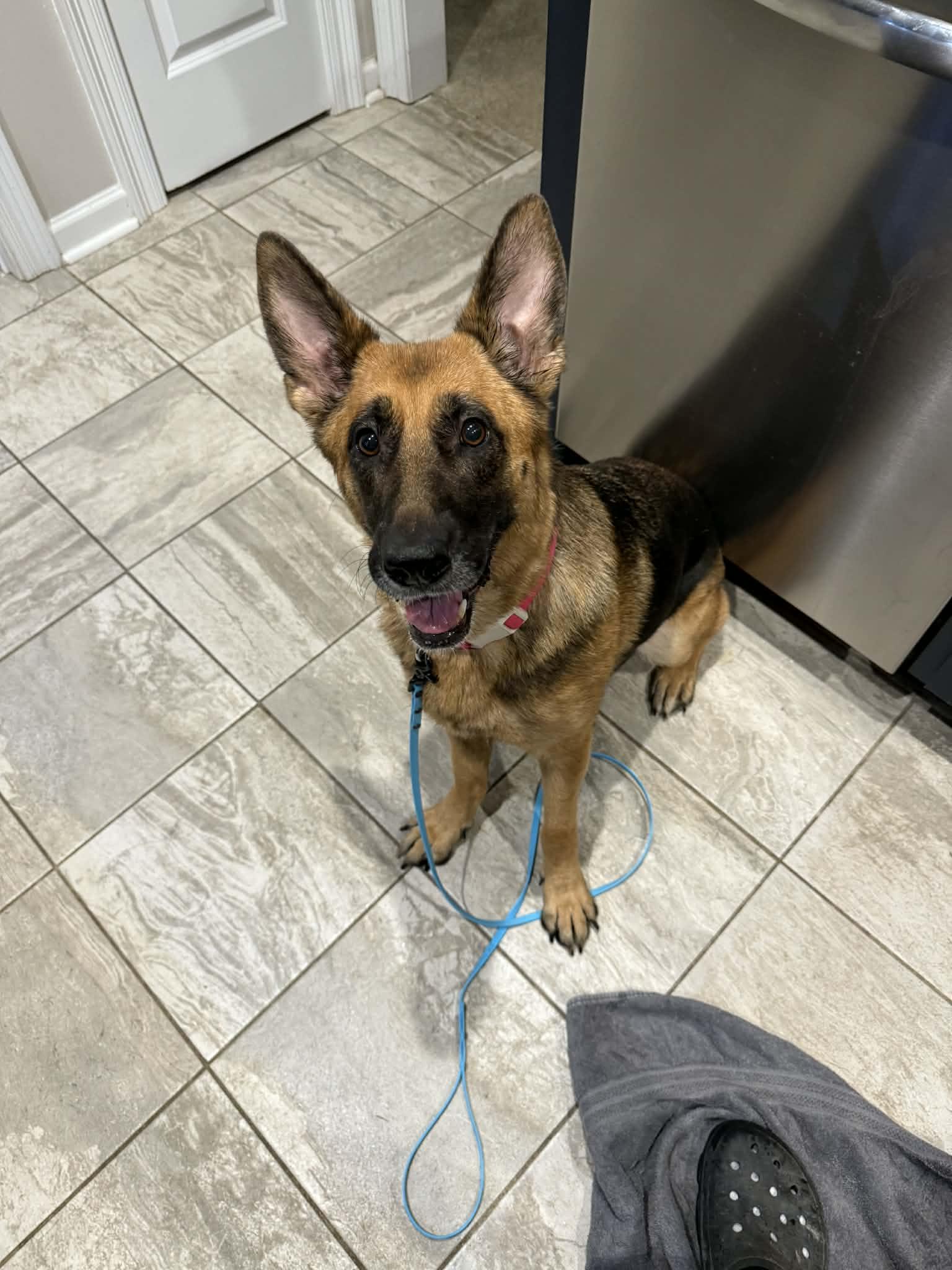 Pearl, a Adoptable mixed breed in Metairie, LA image 3/4