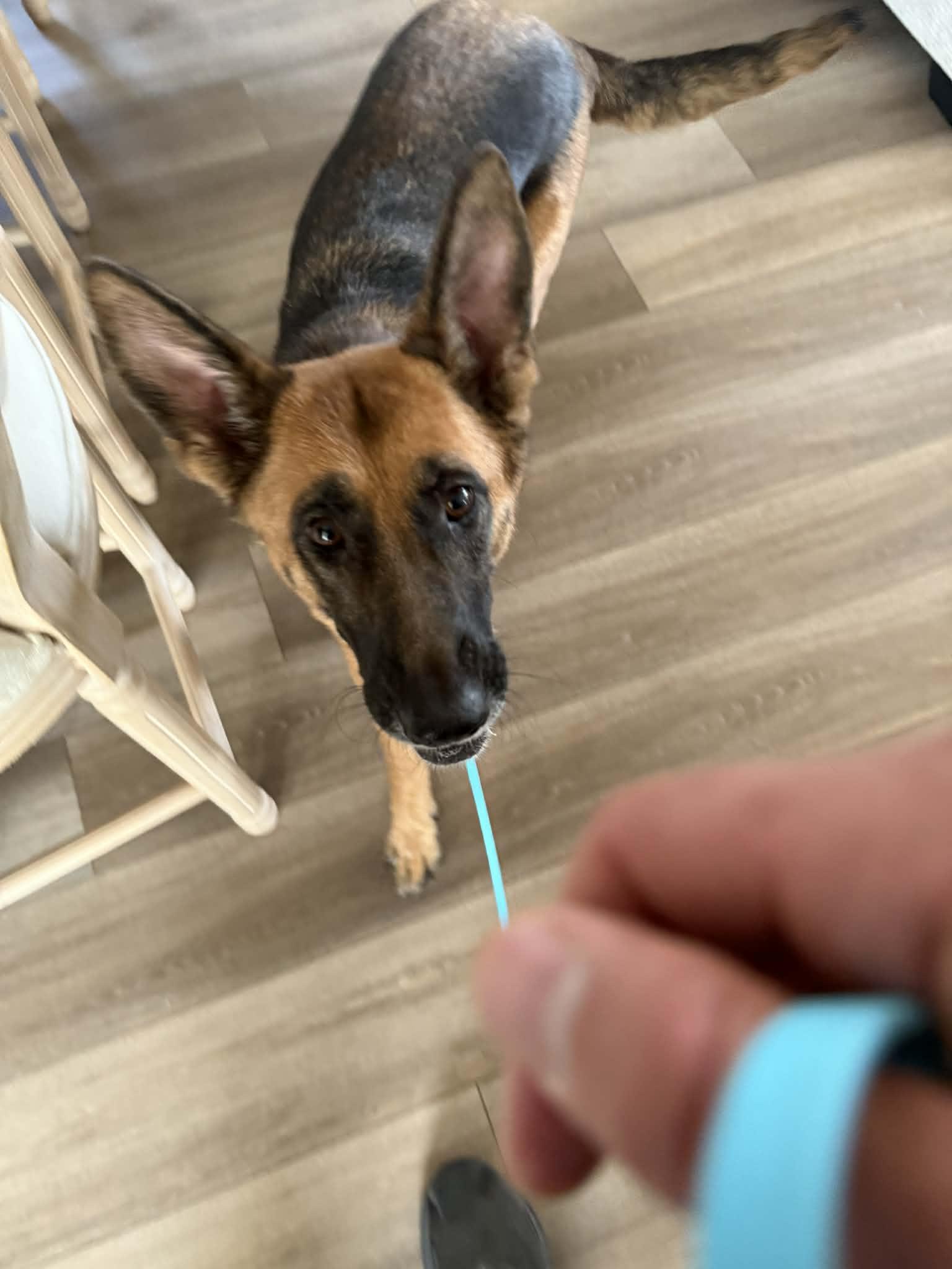 Pearl, a Adoptable mixed breed in Metairie, LA image 4/4