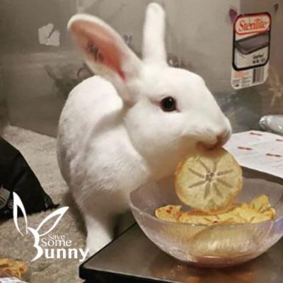 Sora (and Jello), Adopted, Adult Female Bunny Rabbit.
