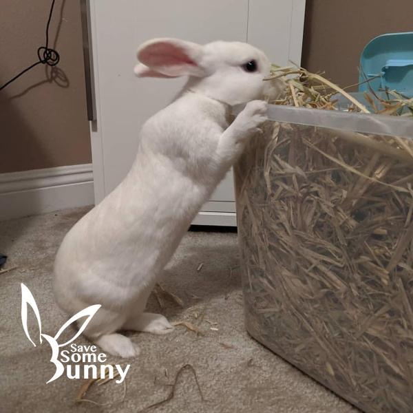 Enlarge Sora (and Jello), a Adopted Bunny Rabbit in Santa Ana, CA image 2/4