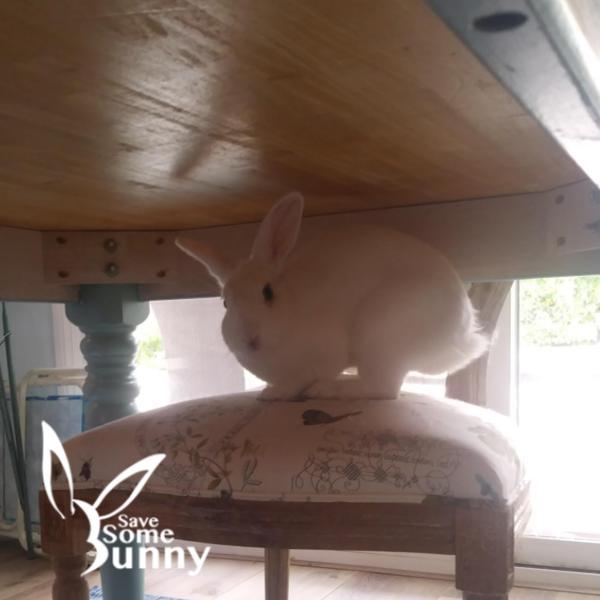 Enlarge Sora (and Jello), a Adopted Bunny Rabbit in Santa Ana, CA image 3/4