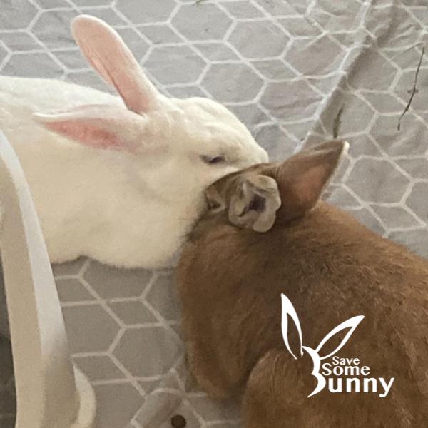 Enlarge Sora (and Jello), a Adopted Bunny Rabbit in Santa Ana, CA image 4/4