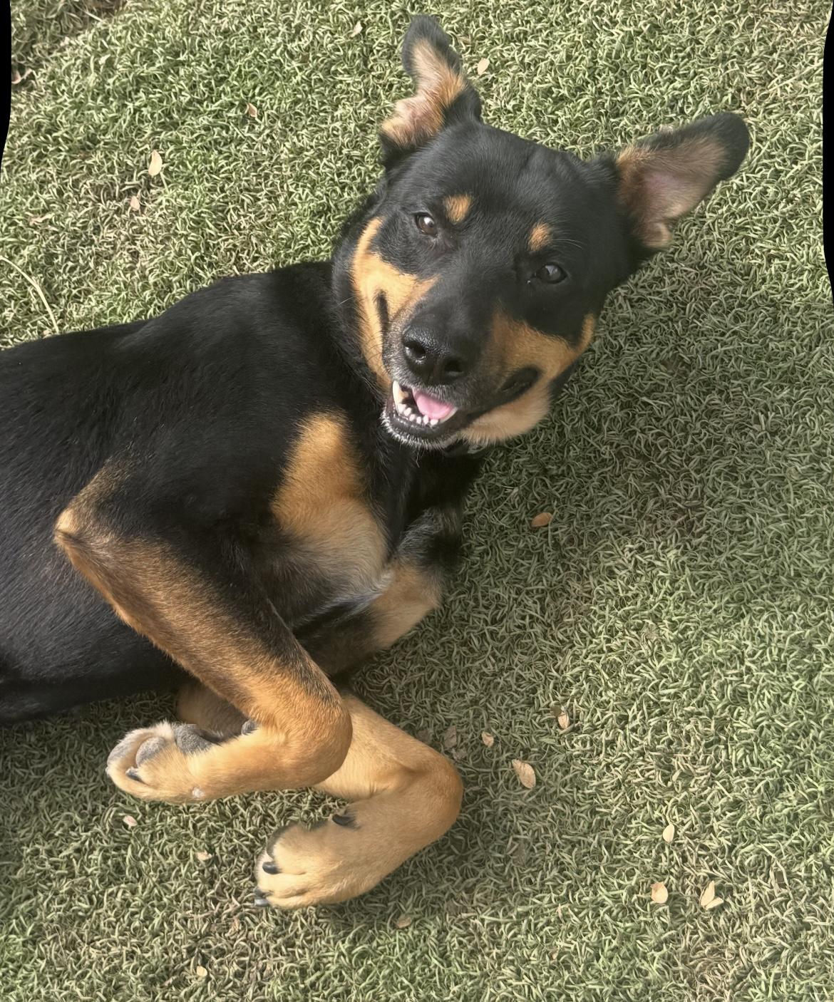 Wiley, Adoptable, Young Male German Shepherd Dog.