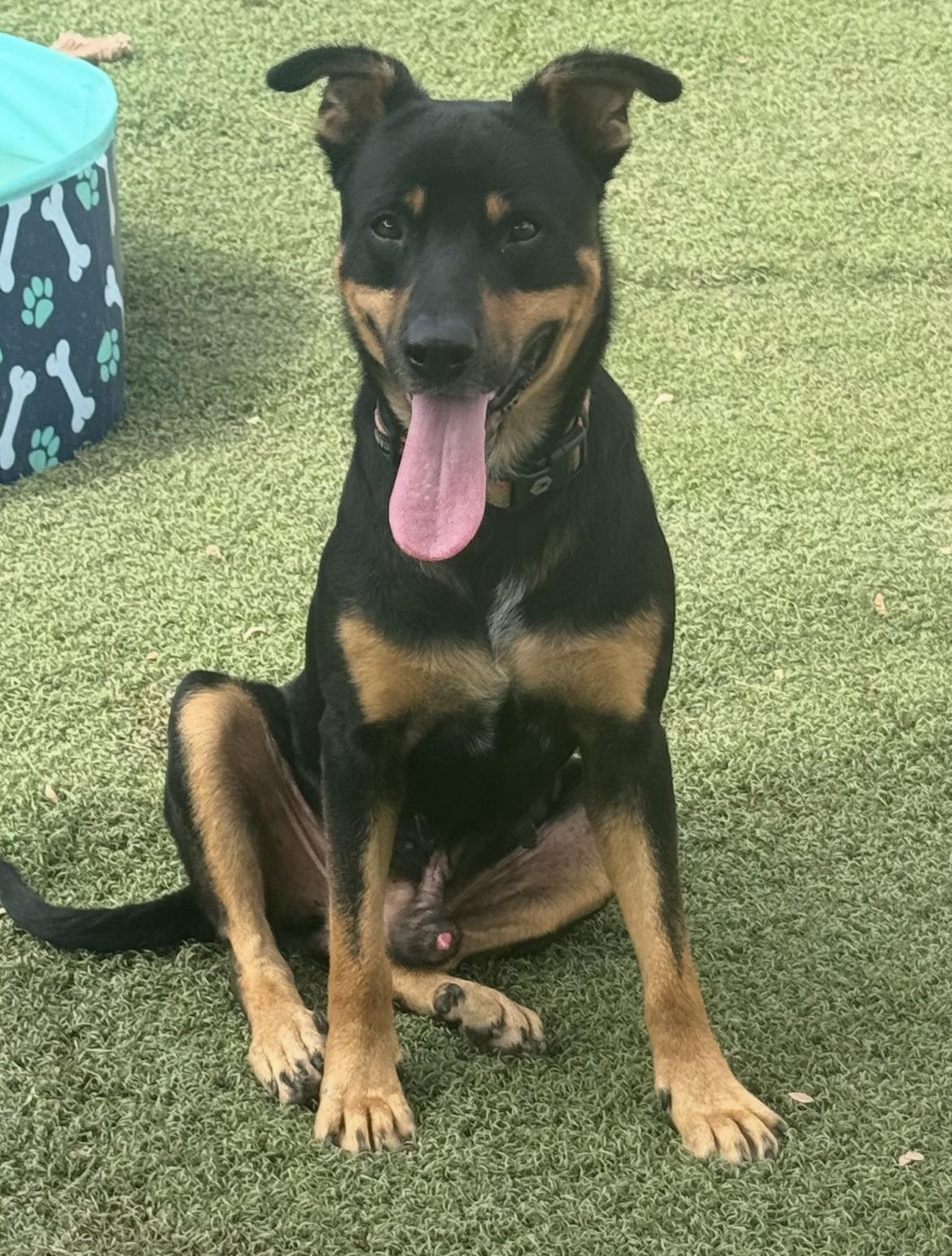 Enlarge Wiley, a Adoptable mixed breed in Weatherford, TX image 2/4