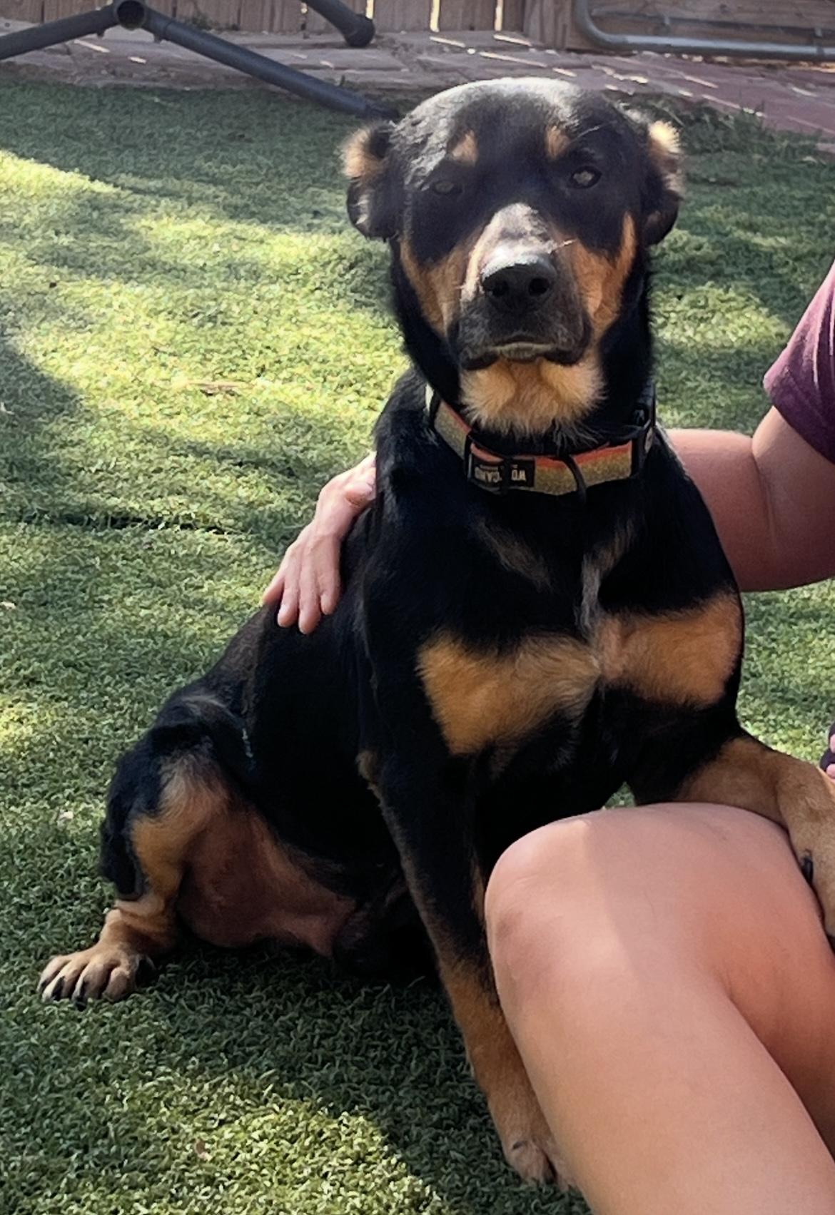 Enlarge Wiley, a Adoptable mixed breed in Weatherford, TX image 4/4