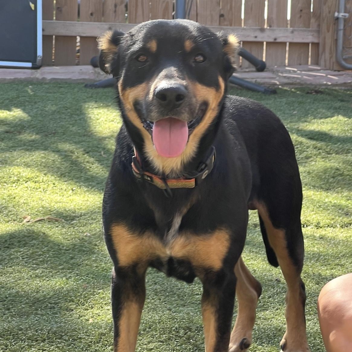 Enlarge Wiley, a Adoptable mixed breed in Weatherford, TX image 3/4