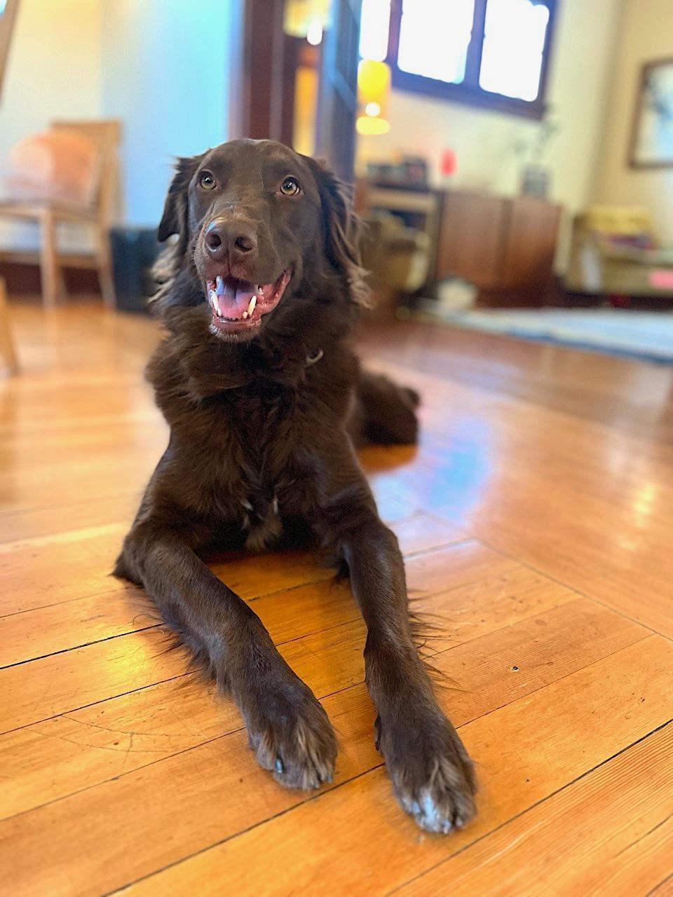 Merton, Adoptable, Adult Male Australian Shepherd & Border Collie.