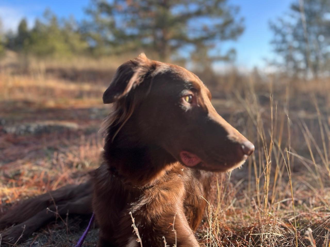 Enlarge Merton, a Adoptable mixed breed in Sheridan, WY image 5/5