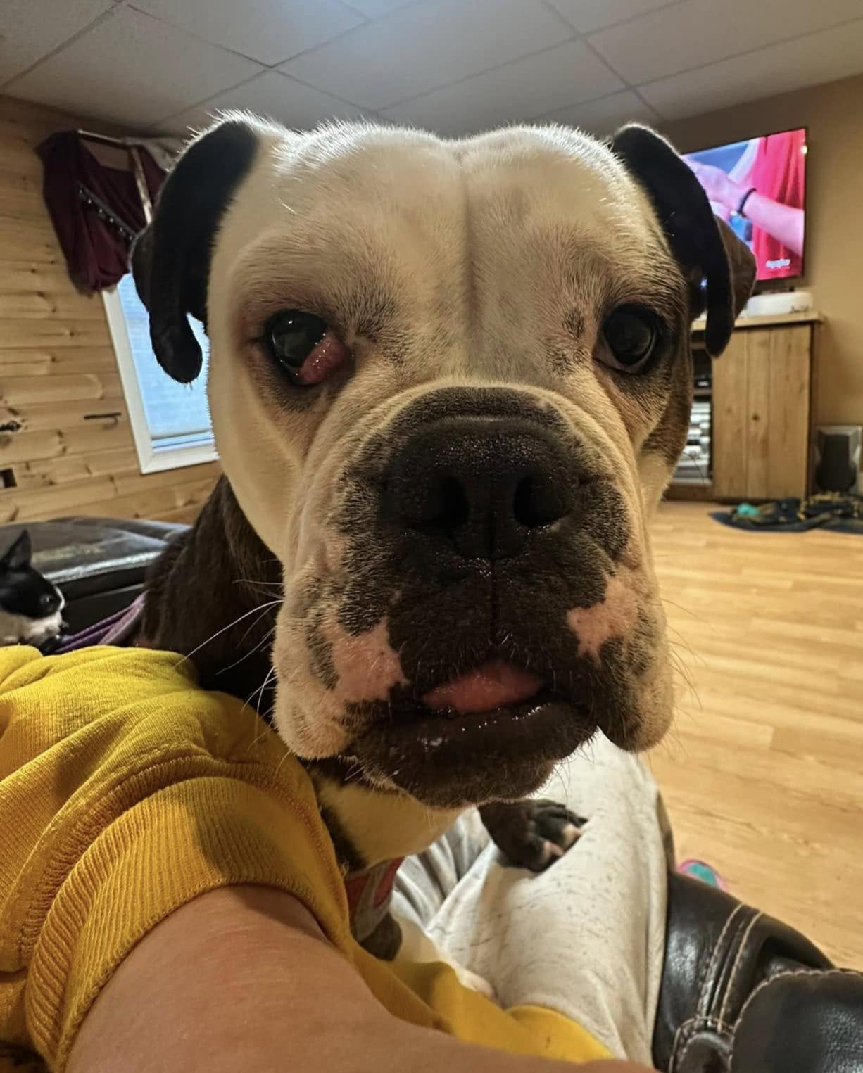 Gypsy and Skylar, Adopted, Young Female Boston Terrier & Bulldog.