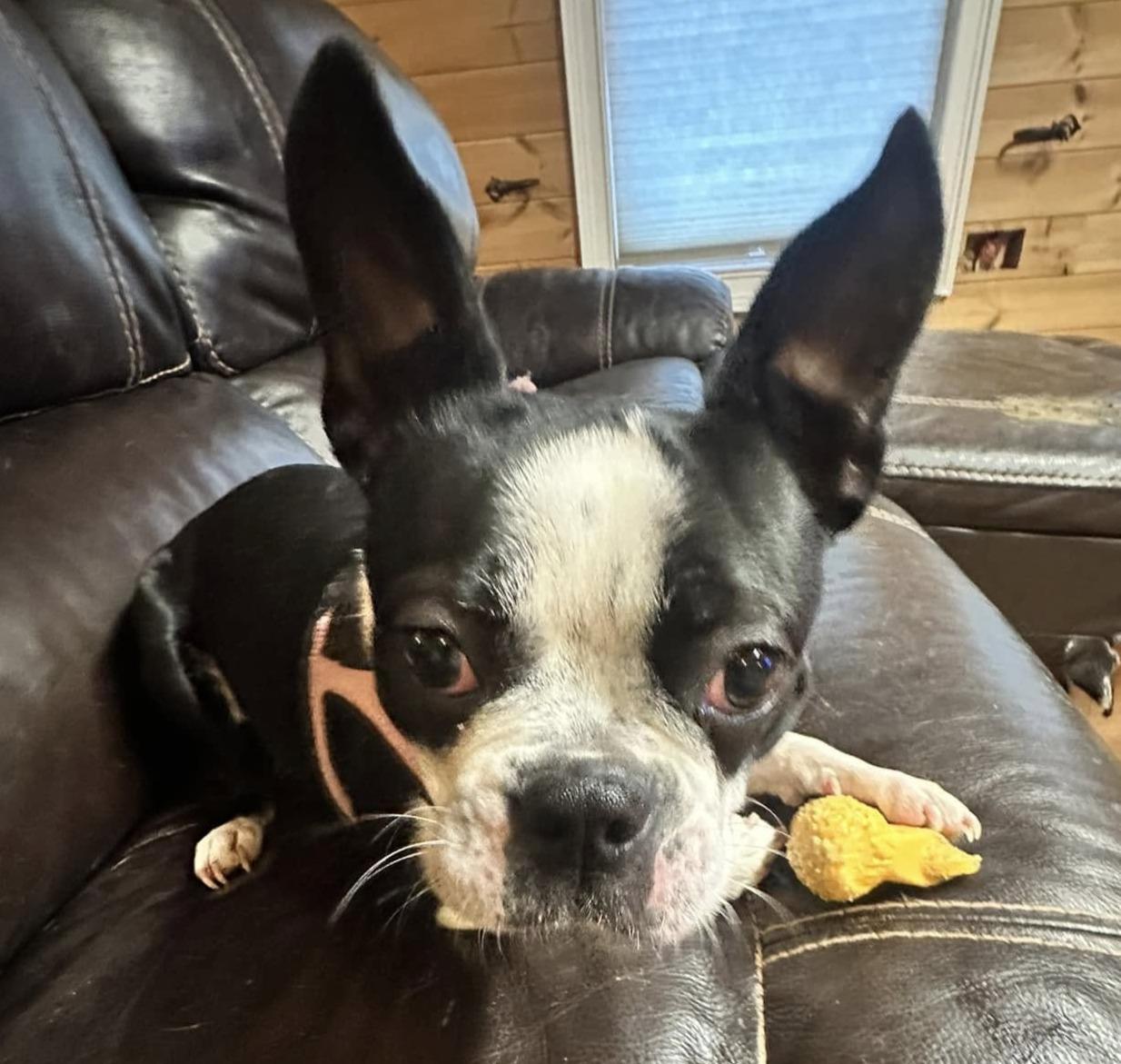 Enlarge Gypsy and Skylar, a Adopted mixed breed in Moyock, NC image 2/3