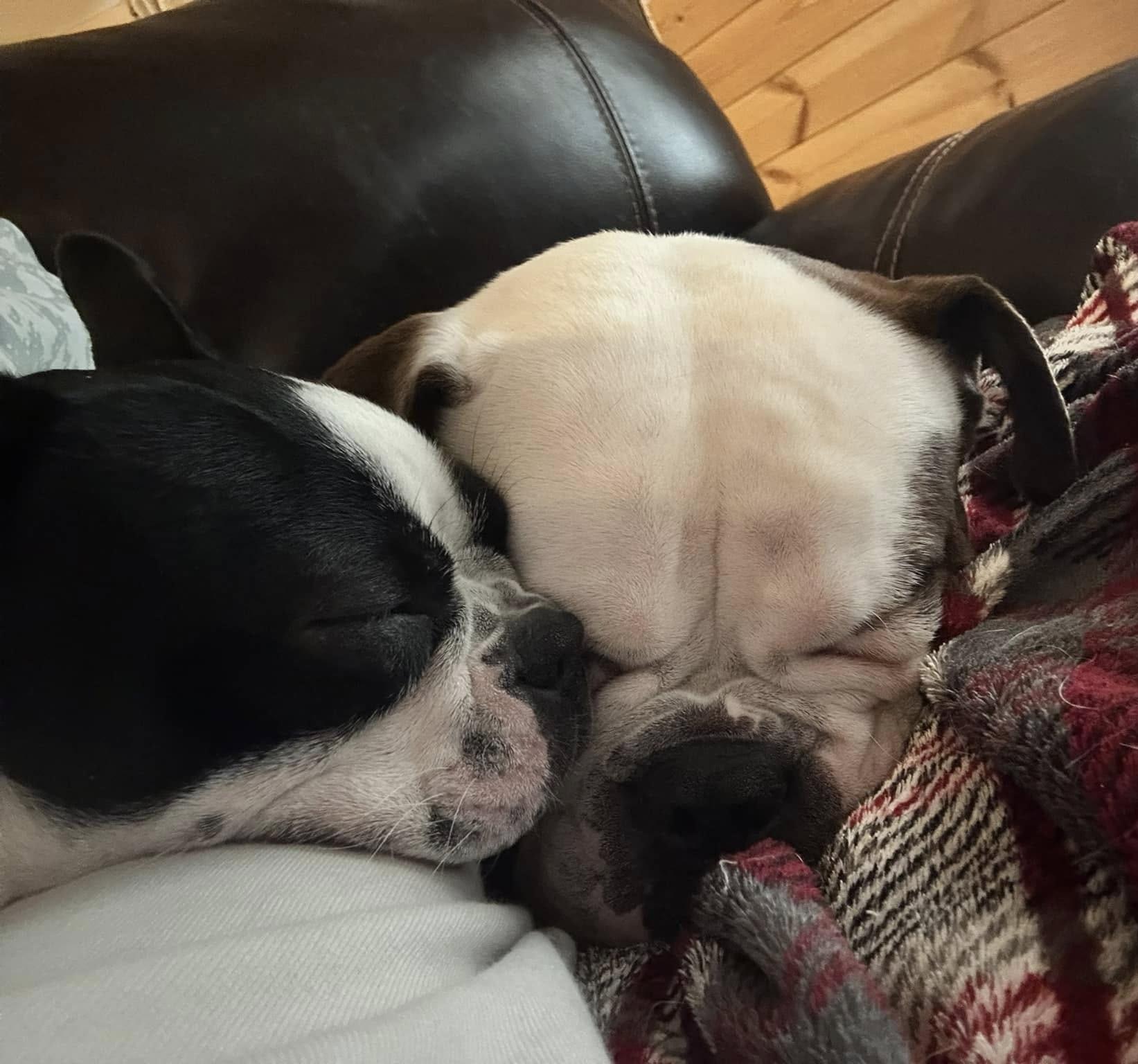 Enlarge Gypsy and Skylar, a Adopted mixed breed in Moyock, NC image 3/3