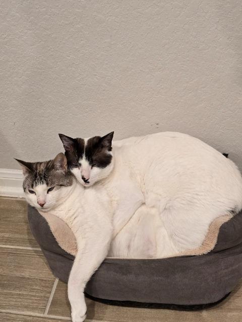 Master Chief (Right), Adoptable, Young Male Siamese.