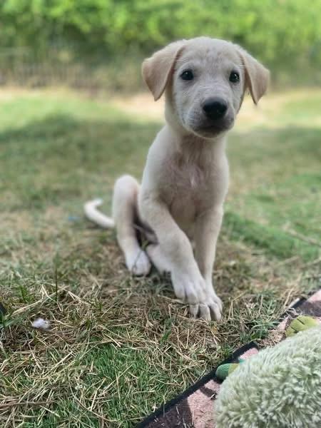Jax, ADOPTABLE, Puppy Male Labrador Retriever.