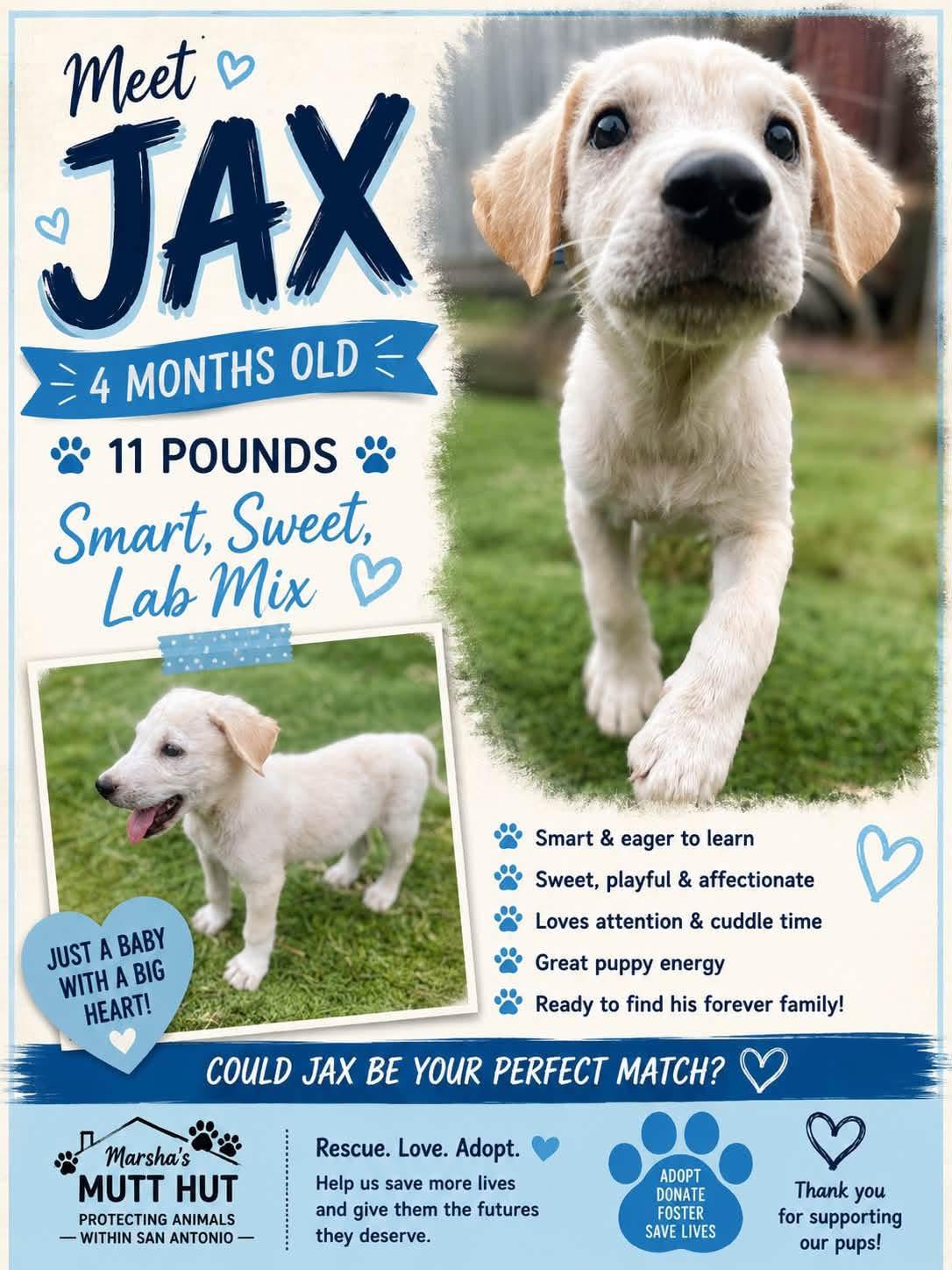 Enlarge Jax, a ADOPTABLE mixed breed in San Antonio, TX image 2/4