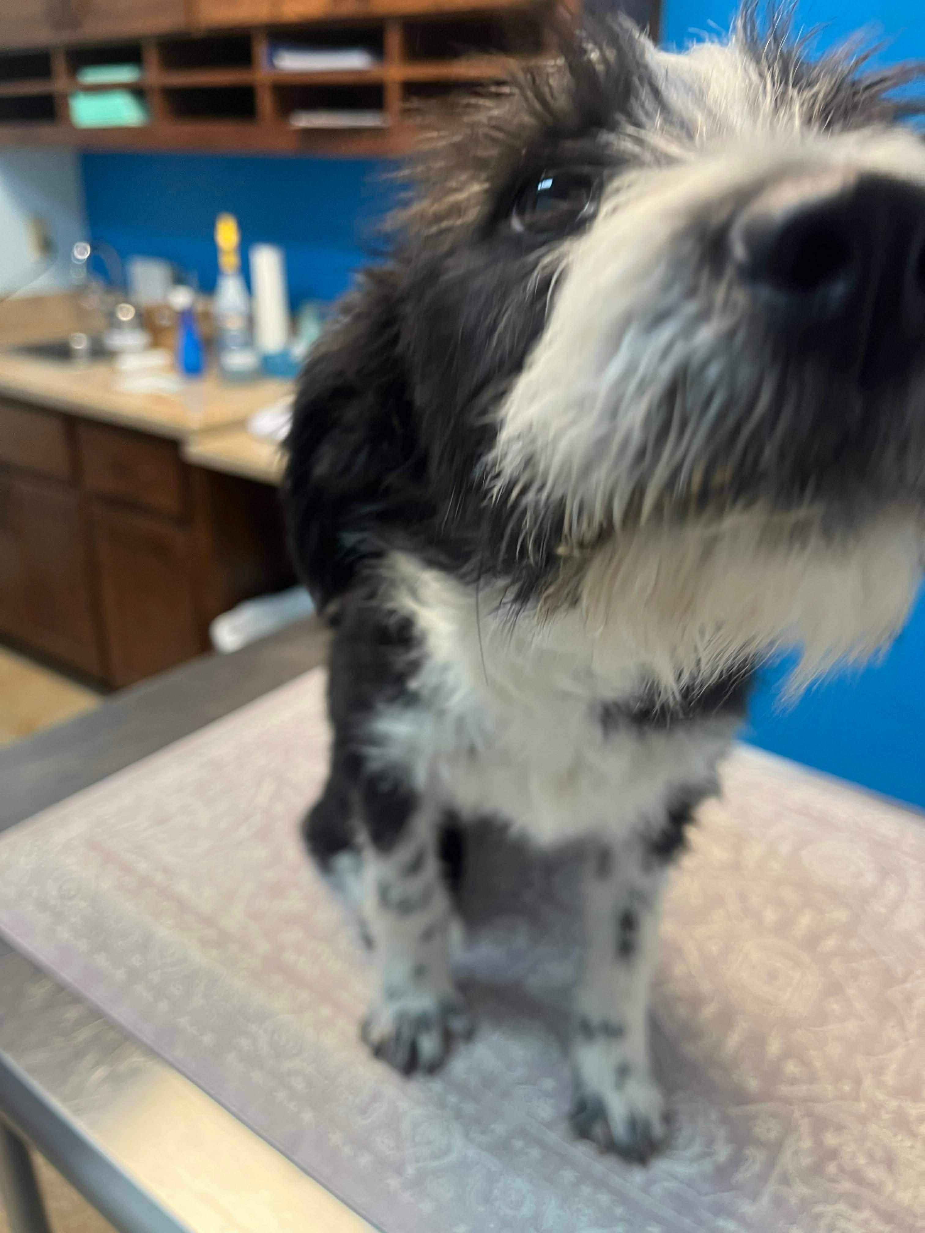 Toby, ADOPTABLE, Puppy Male Terrier.