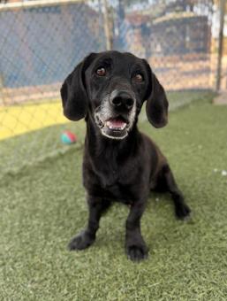 Sully, Adoptable, Adult Male Dachshund & Beagle.
