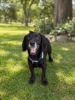 Enlarge Sully, a Adoptable mixed breed in San Diego, CA image 2/3