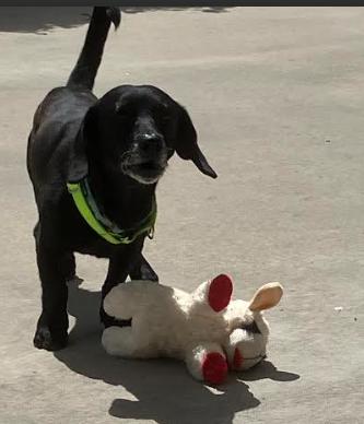 Enlarge Sully, a Adoptable mixed breed in San Diego, CA image 3/3