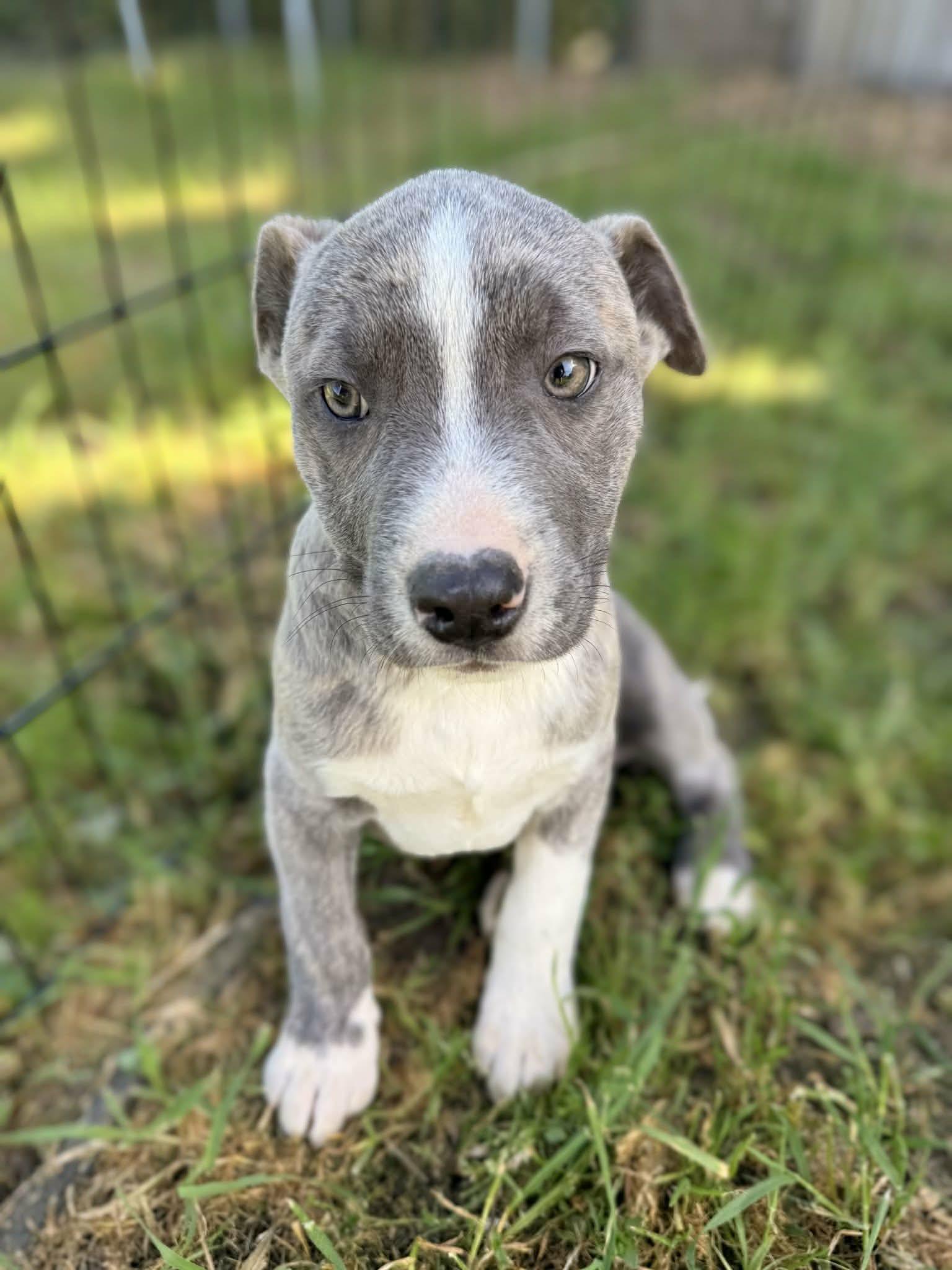Astro, adopted, Puppy Male Australian Shepherd & Pit Bull Terrier.