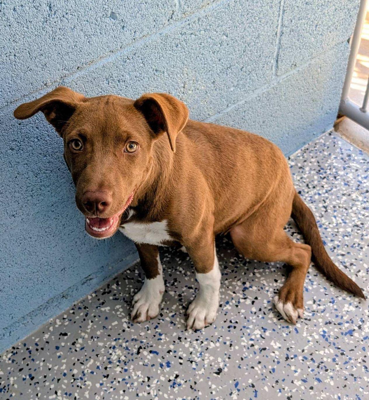 Cayenne, Adoptable, Puppy Female Pit Bull Terrier & Rhodesian Ridgeback.