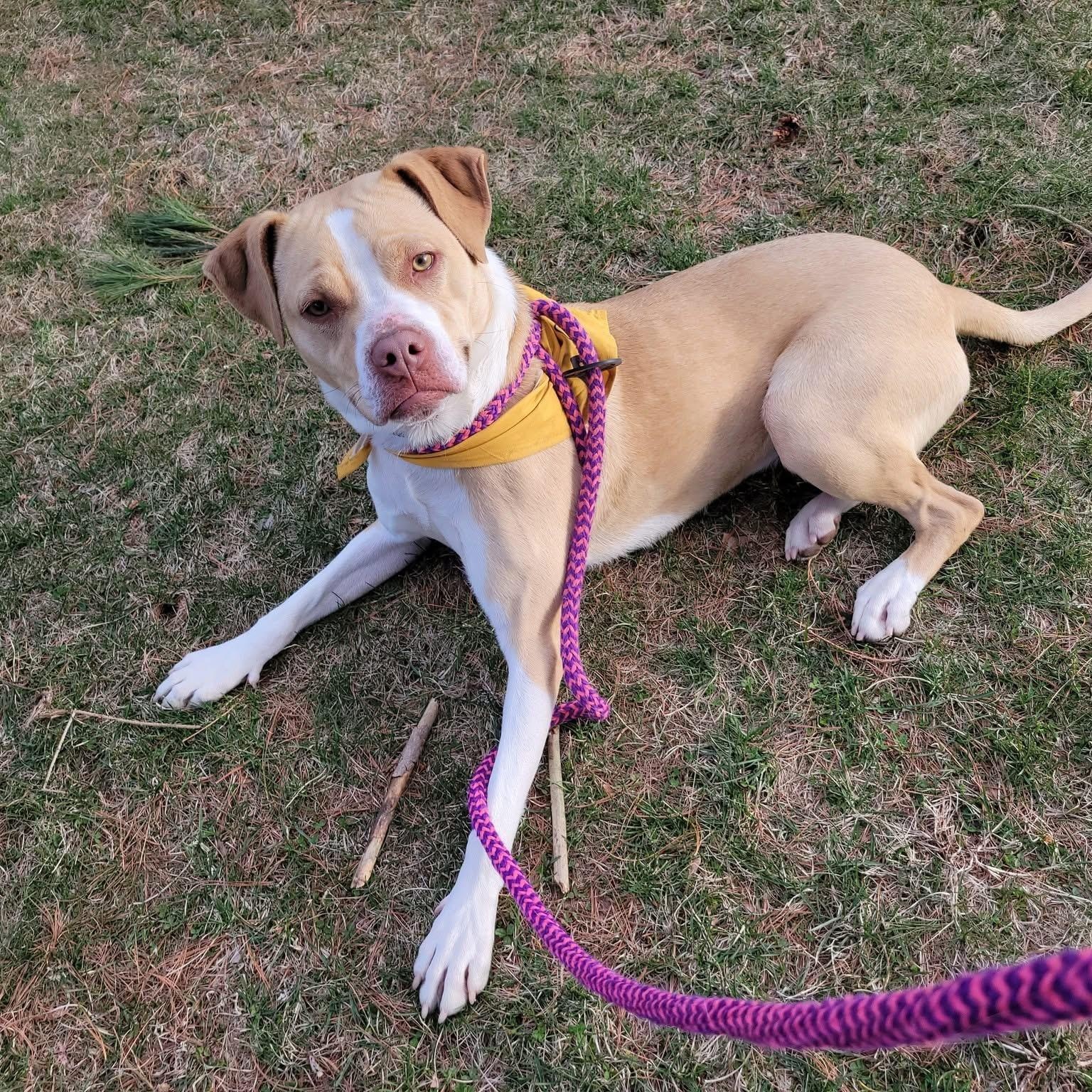 Lulu 2