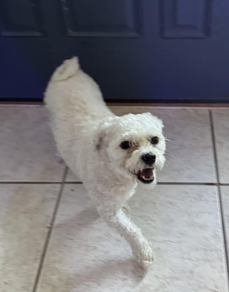 Enlarge Lyric, a Adoptable Bichon Frise in Deltona, FL image 1/4