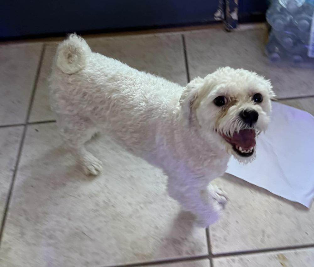 Enlarge Lyric, a Adoptable Bichon Frise in Deltona, FL image 2/4