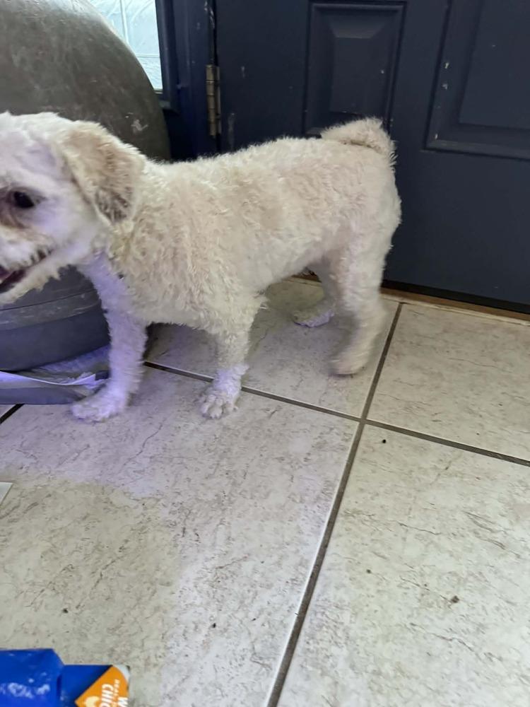 Enlarge Lyric, a Adoptable Bichon Frise in Deltona, FL image 3/4
