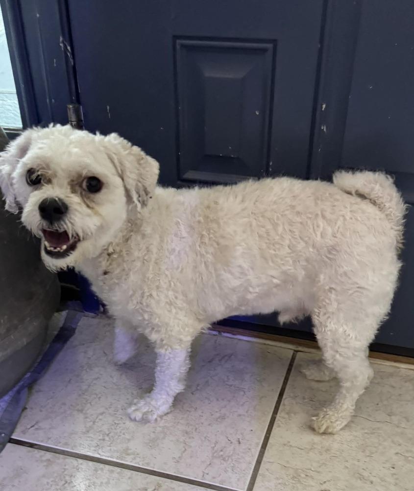 Enlarge Lyric, a Adoptable Bichon Frise in Deltona, FL image 4/4