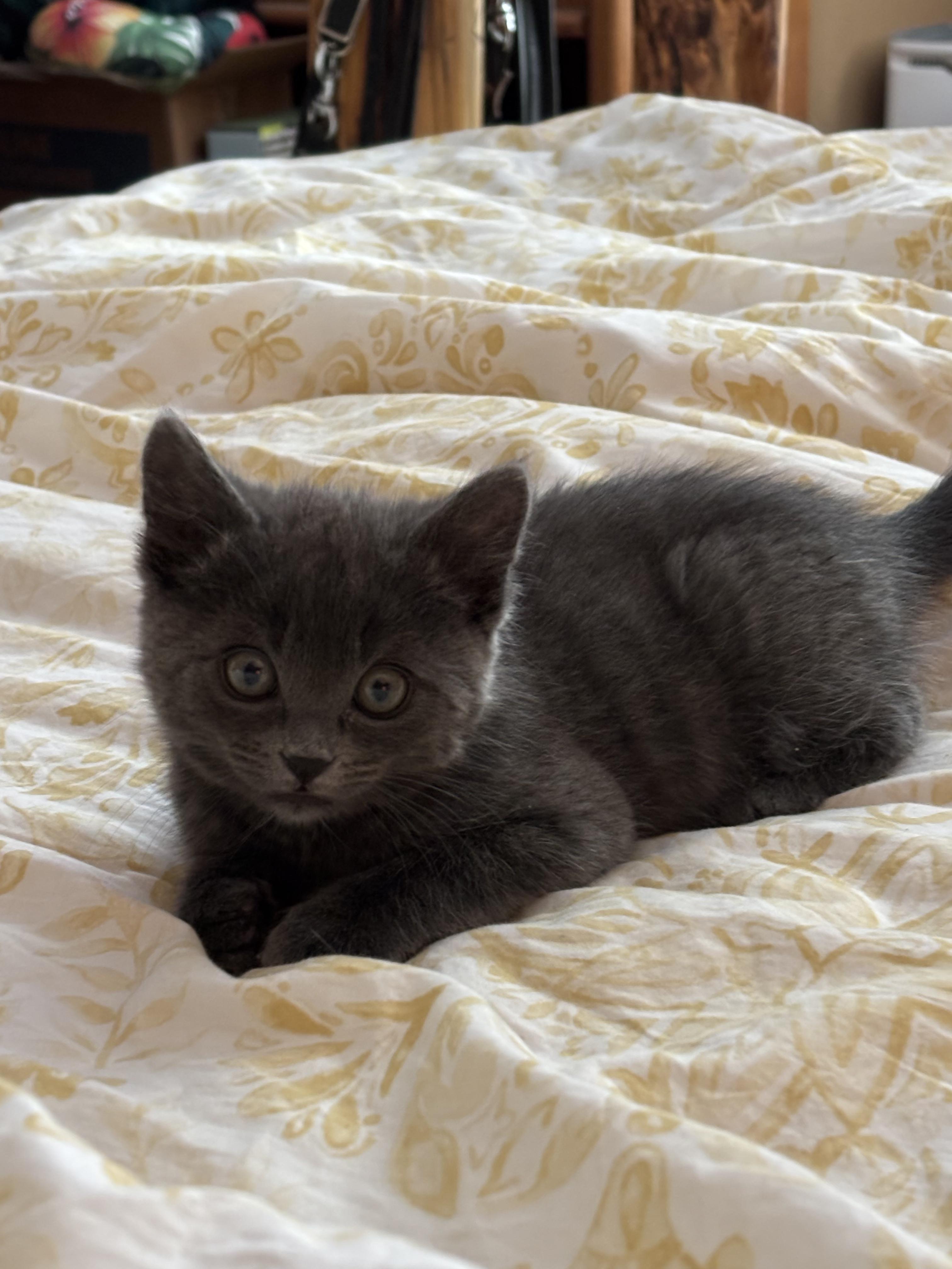 Enlarge Jessie, an adopted Domestic Short Hair in Gardnerville, NV image 4/4