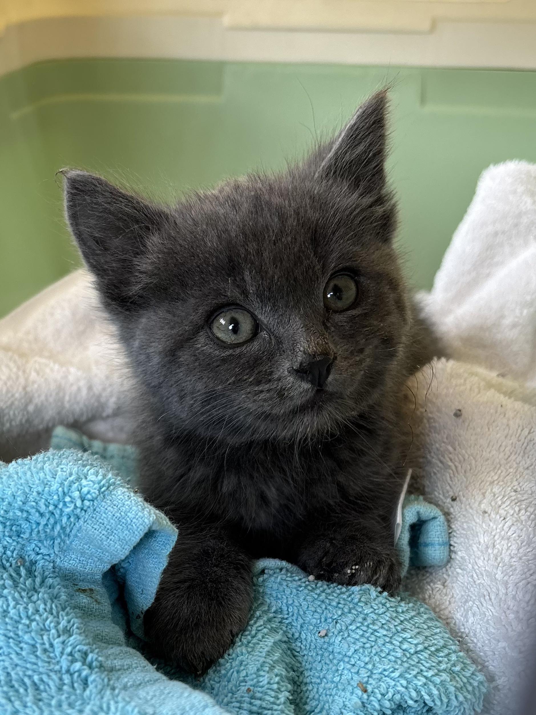 Enlarge Jessie, an adopted Domestic Short Hair in Gardnerville, NV image 2/4