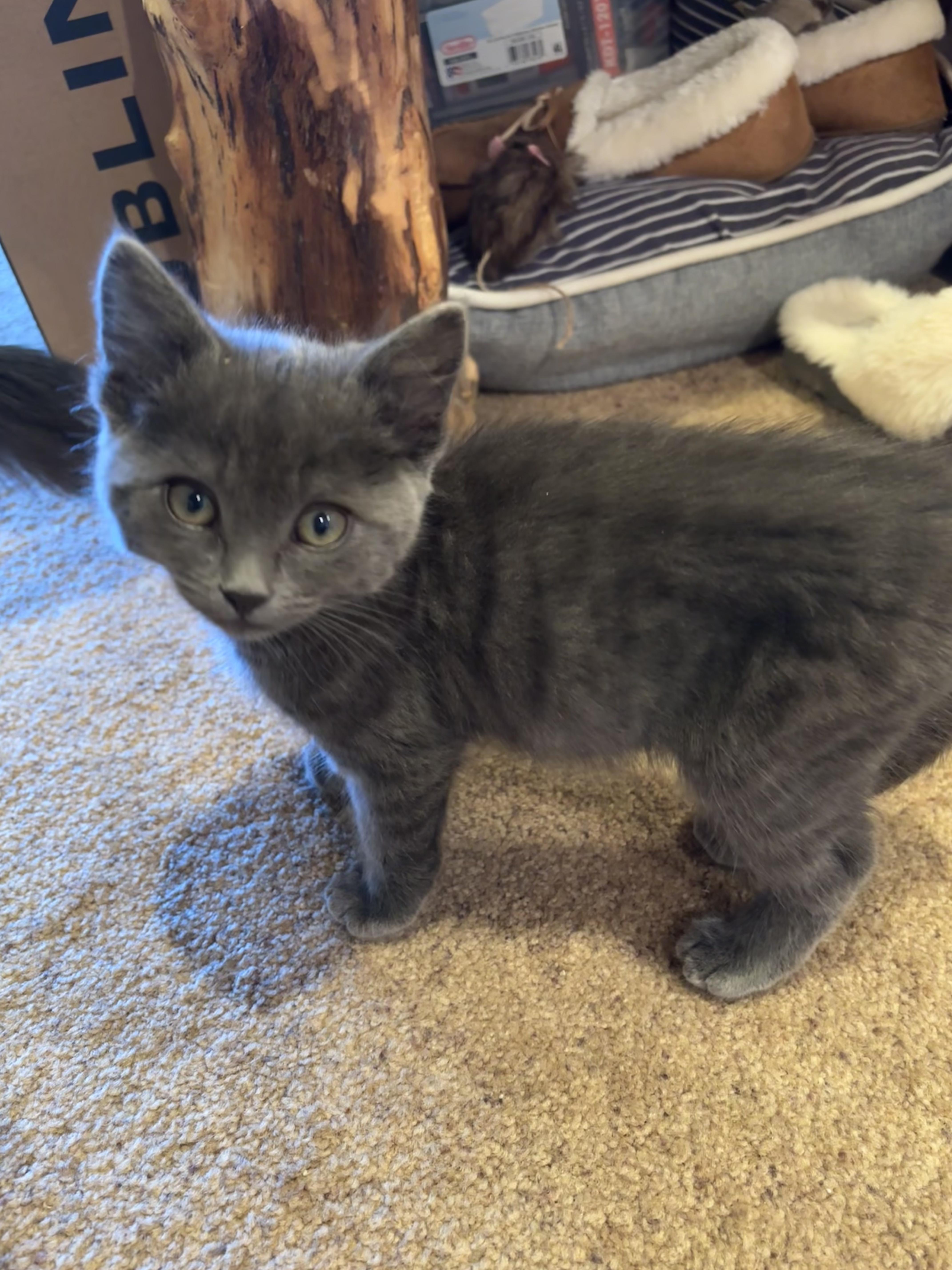 Enlarge Jessie, an adopted Domestic Short Hair in Gardnerville, NV image 1/4