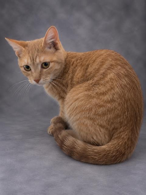 TIGGER, Adoptable, Young Male Domestic Short Hair.